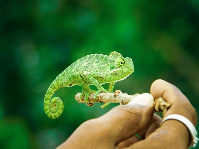 verde-cores-em-chines
